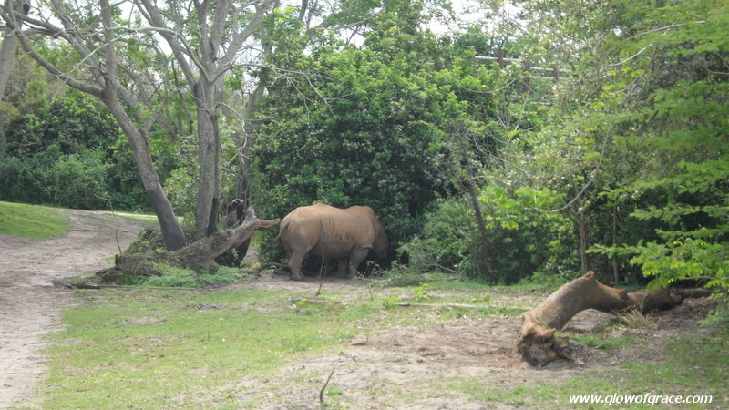 AnimalKingdom(5)